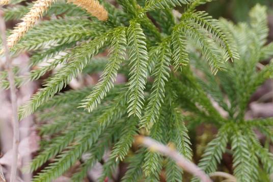 玉柏（石松科玉柏属植物）
