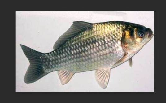 银鲫鱼