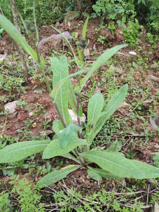 苣荬菜（菊科苦苣菜属植物）