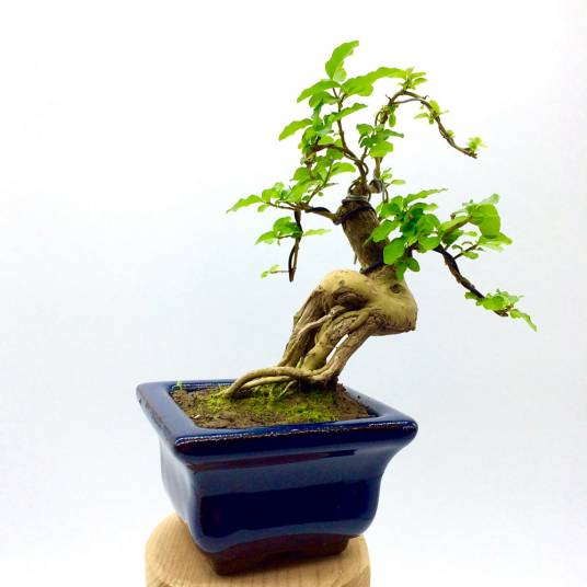 微型盆景（盆栽花草）