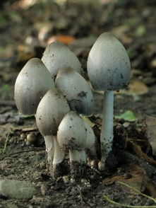 墨汁鬼伞(中药)