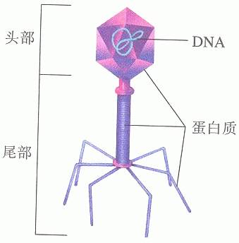 T2噬菌体