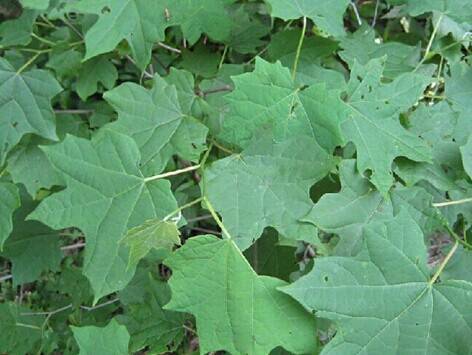 八角枫（中药）