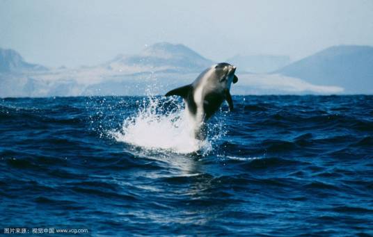 海洋（2008年BBC公司出品的纪录片）