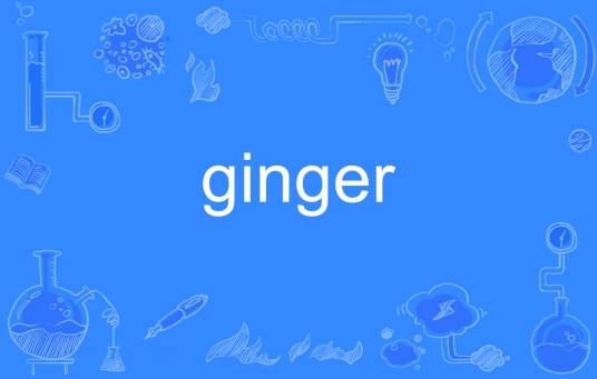 ginger（英语单词）