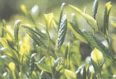 务川大叶茶