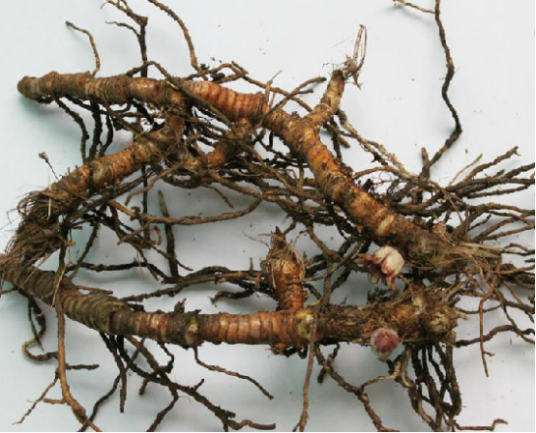 蜘蛛抱蛋（中药）