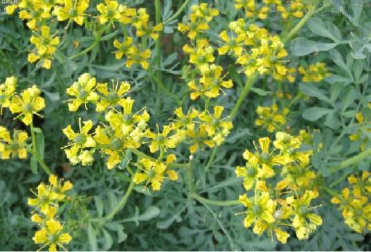 芸香（芸香科芸香属植物）