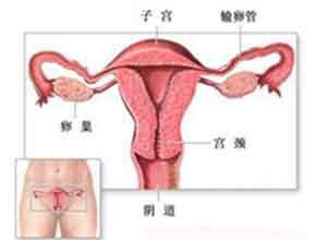 输卵管肿大