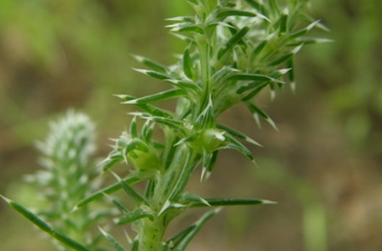 猪毛菜（苋科猪毛菜属植物）