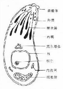 先天性弓形体病