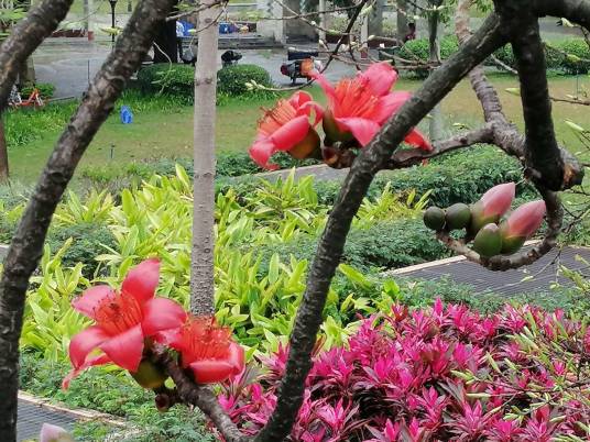 红棉花（植物）