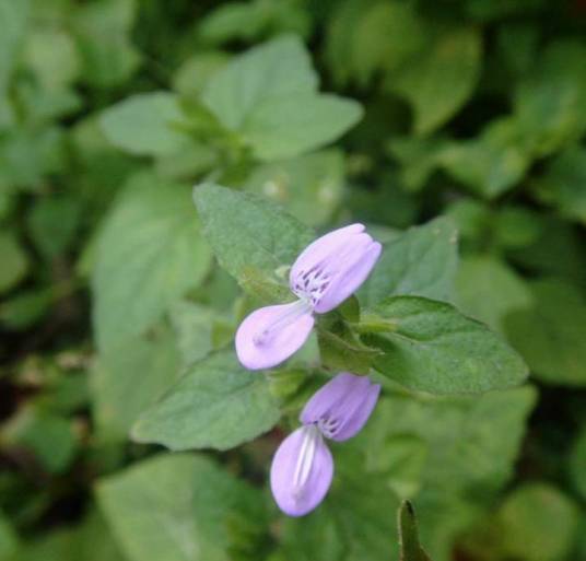 狗肝菜（爵床科狗肝菜属植物）