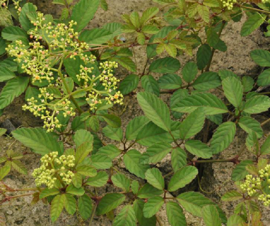 乌蔹莓（中药）