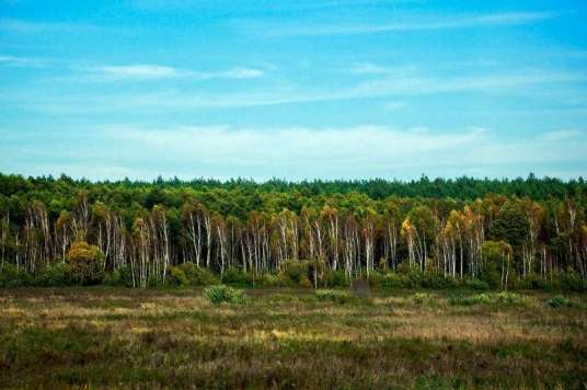 别洛韦日自然保护区（比亚沃韦扎森林）