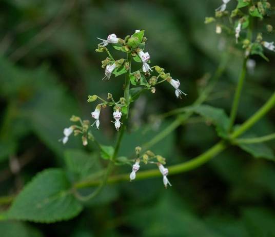 线纹香茶菜