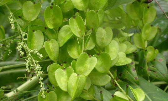 穿龙薯蓣（薯蓣科薯蓣属植物）