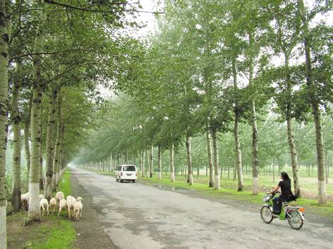 石各庄镇（天津市武清区下辖镇）