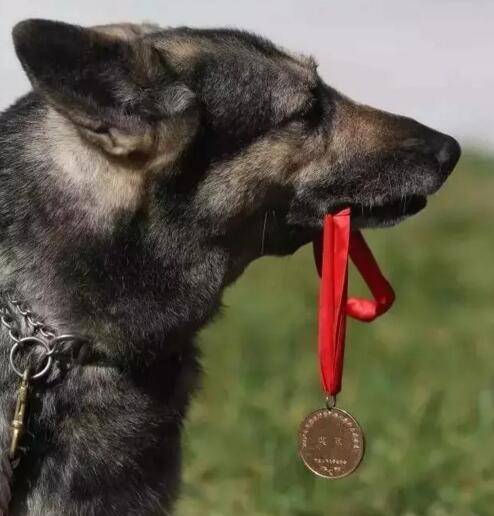 银虎（5·12汶川地震英雄搜救犬）
