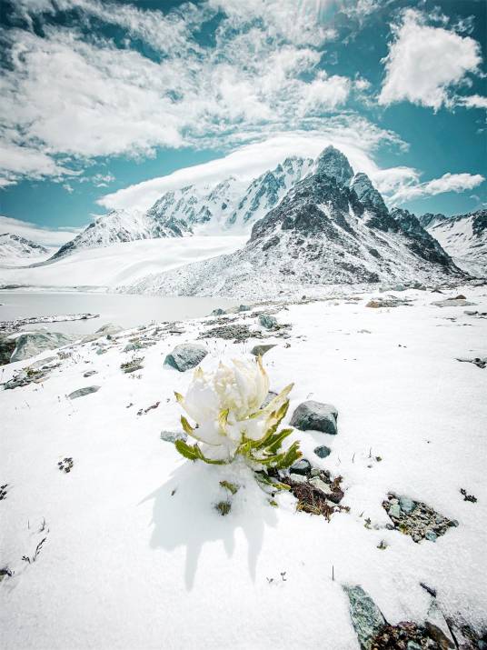 天山雪莲（中药）