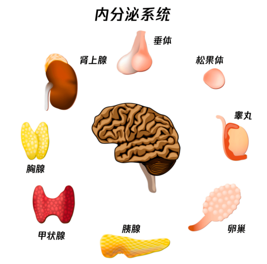 内分泌系统（生物学术语）