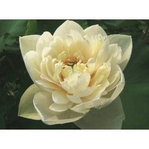 千堆雪（芍药属牡丹栽培品种）