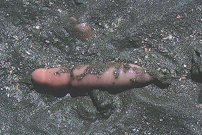 螠（无脊椎动物的一纲）