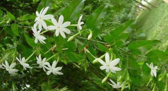 扭肚藤（木犀科素馨属植物）