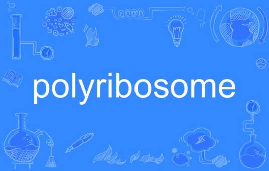 polyribosome