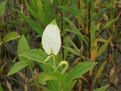 三白草（中药）