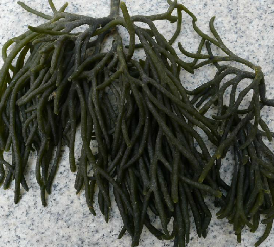 水松（中药）