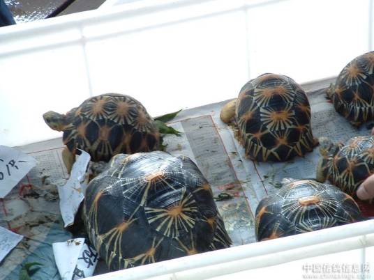 广州花地湾花鸟鱼虫批发市场