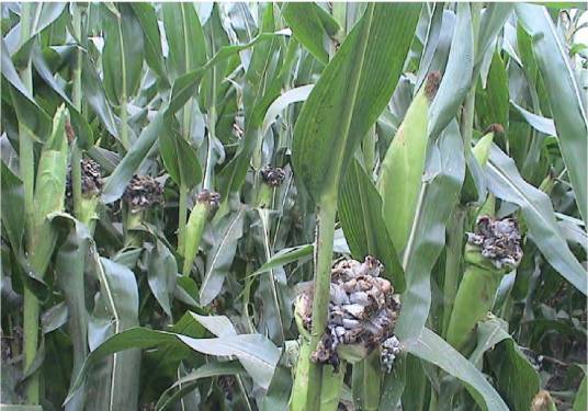 玉米黑粉病
