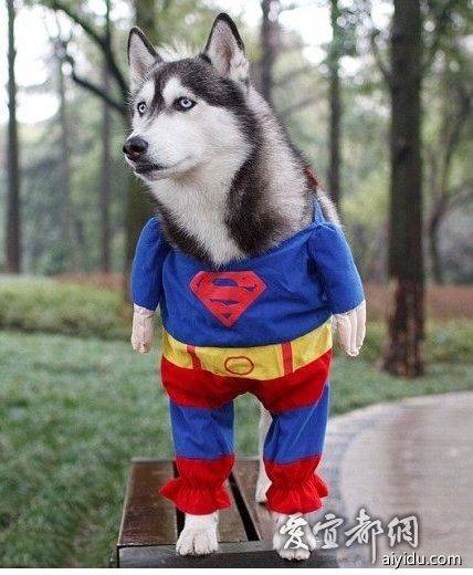 超人狗（宠物狗）