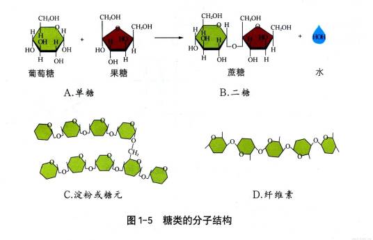 糖类（有机化合物）