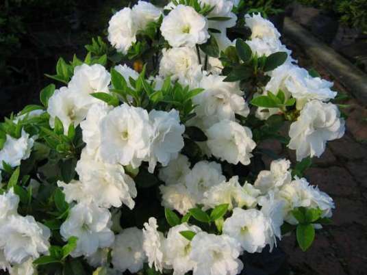瑞雪（杜鹃花科杜鹃属植物）