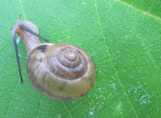 蜗牛壳（巴蜗牛科巴蜗牛属动物）
