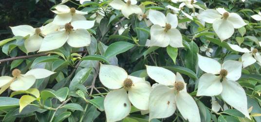 香港四照花（山茱萸科山茱萸属植物）