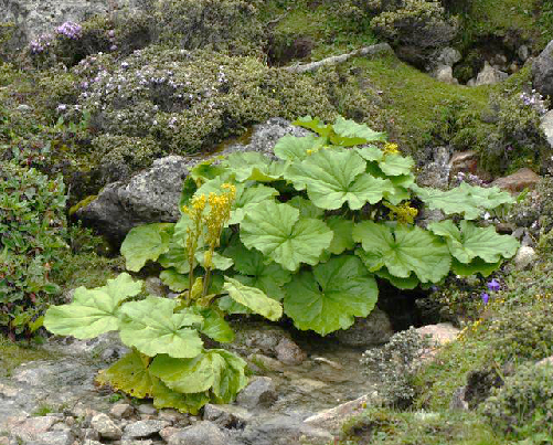 一碗水（中药）