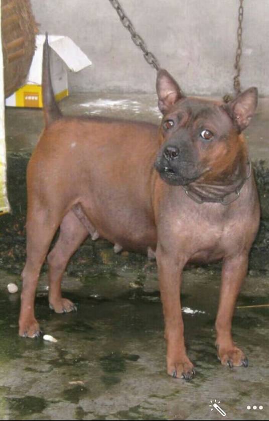 山狗（中国四川东部地区及重庆地区的一种猎狗）