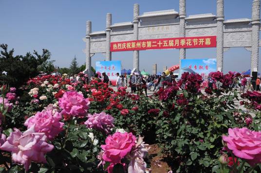 莱州月季花节