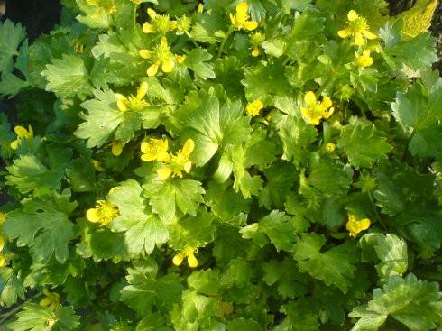 石龙芮（中药）