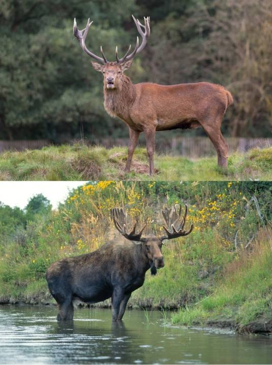 Elk（英语单词）