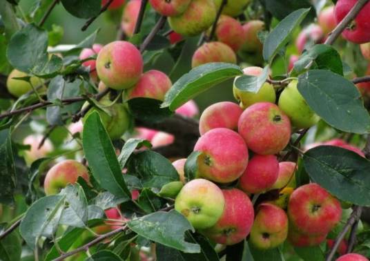 新疆野苹果（蔷薇科苹果属植物）