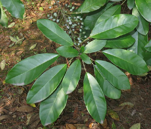 牛耳枫（中药材）