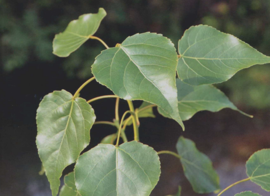 响叶杨（中药）