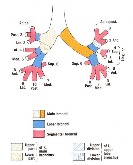 闭塞性细支气管炎