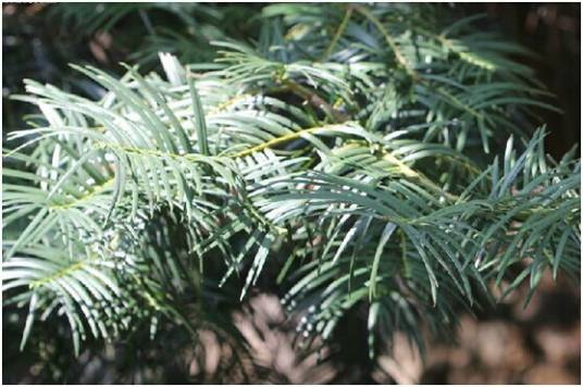 三尖杉（中药）