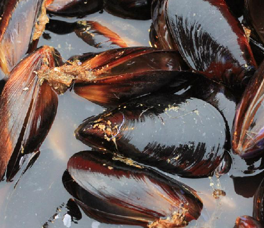 淡菜（中药材）