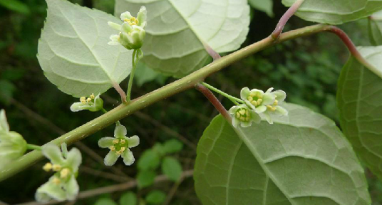 南蛇藤（中药）